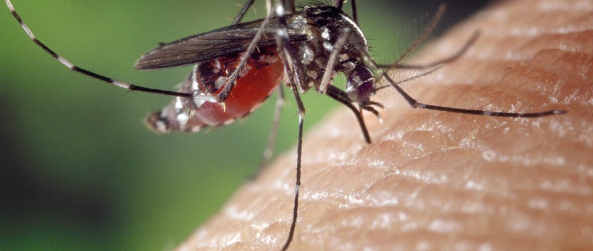 Comment se débarrasser des moustiques