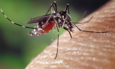 Comment se débarrasser des moustiques